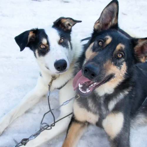 Lapland on a Budget