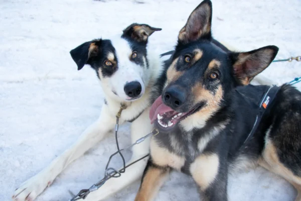 Lapland on a Budget